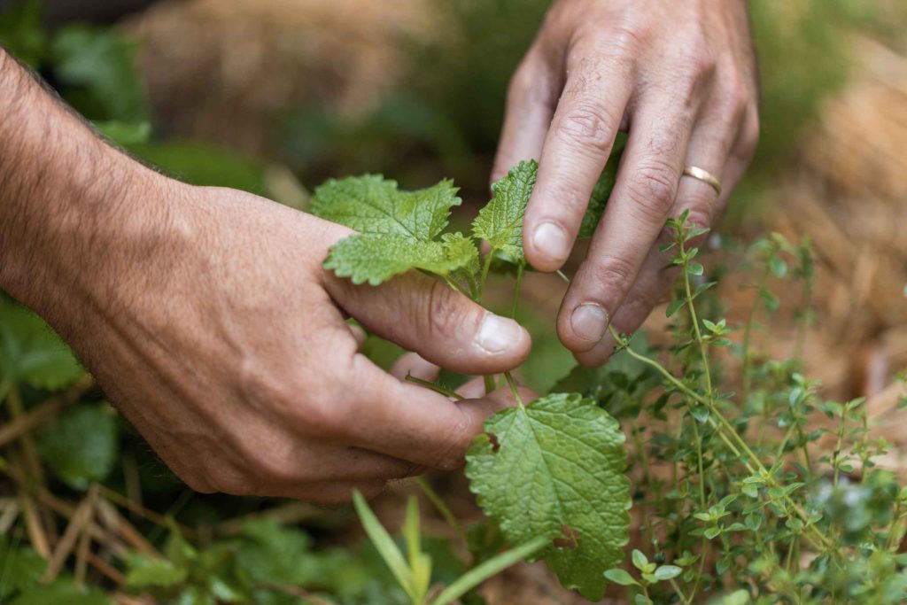 Mains de Benoît Deloffre dans le potager de l'Assiette Champenoise | Interview pour le Champagne Abelé 1757