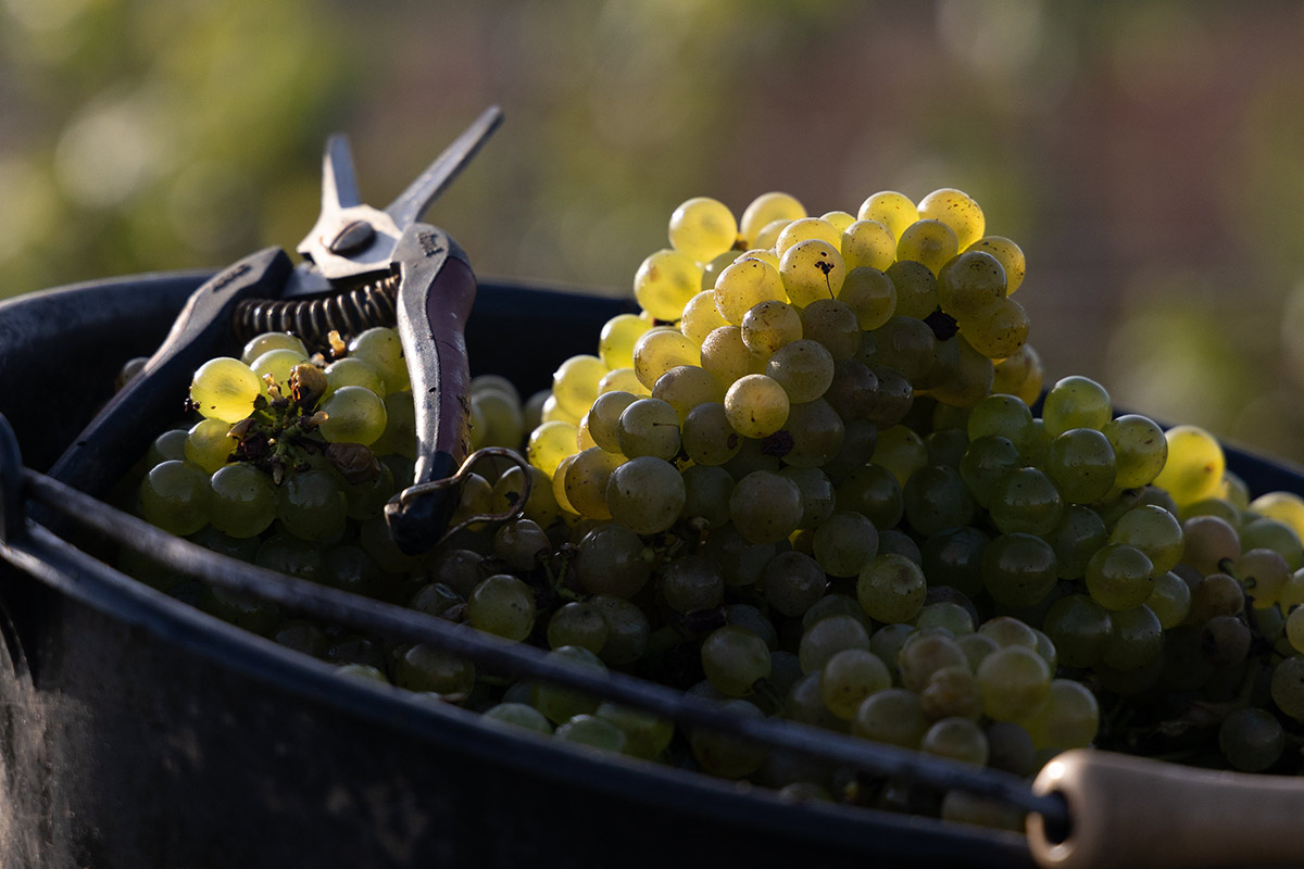 Header_Vendanges2